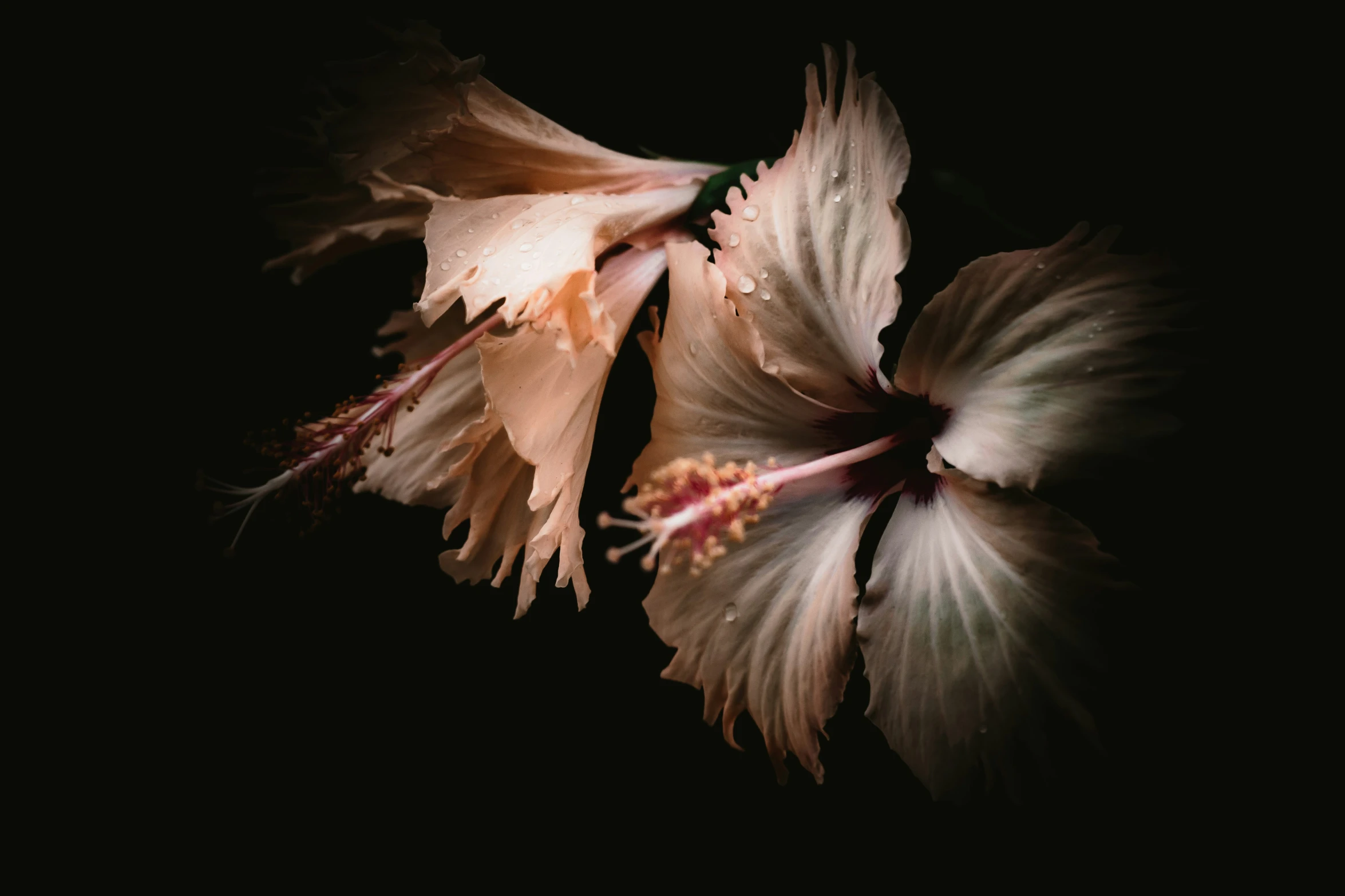 a couple of brown flowers that are on some black