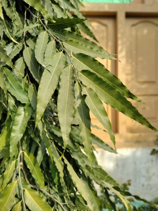 a large bunch of leaves hanging on to of trees