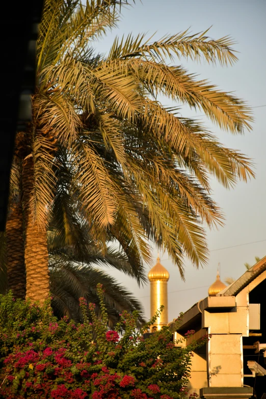 the beautiful palm tree with a golden domed water tower