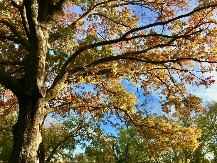 a bench under a tree by a pathway