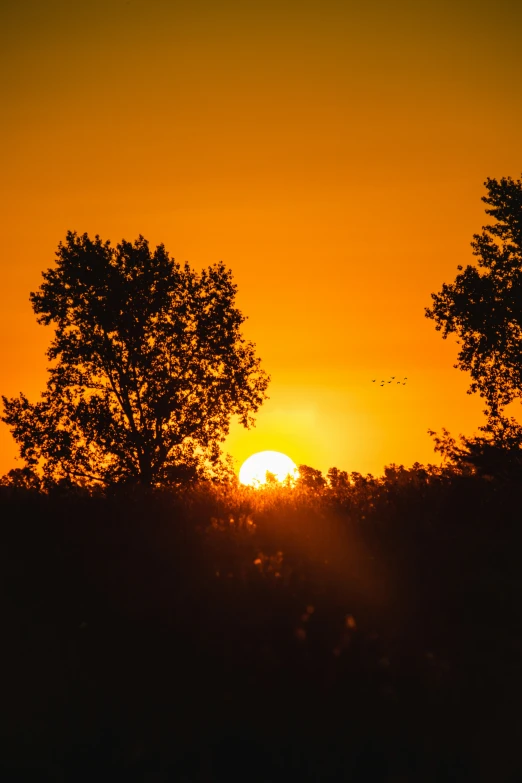 the sun is seen through silhouetted trees against an orange and yellow sky