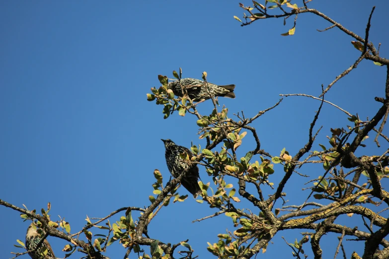 a tree in front of a bright blue sky