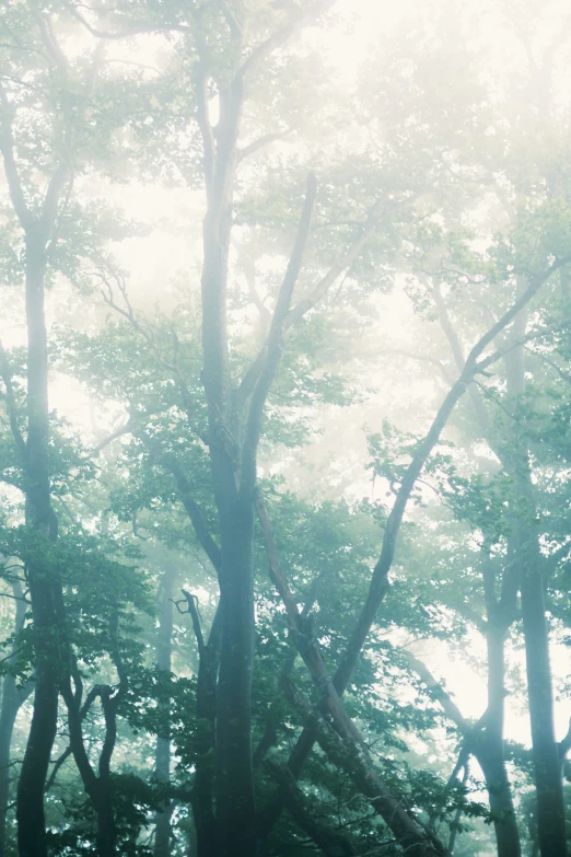 trees with the sun behind them and one tree in the foreground