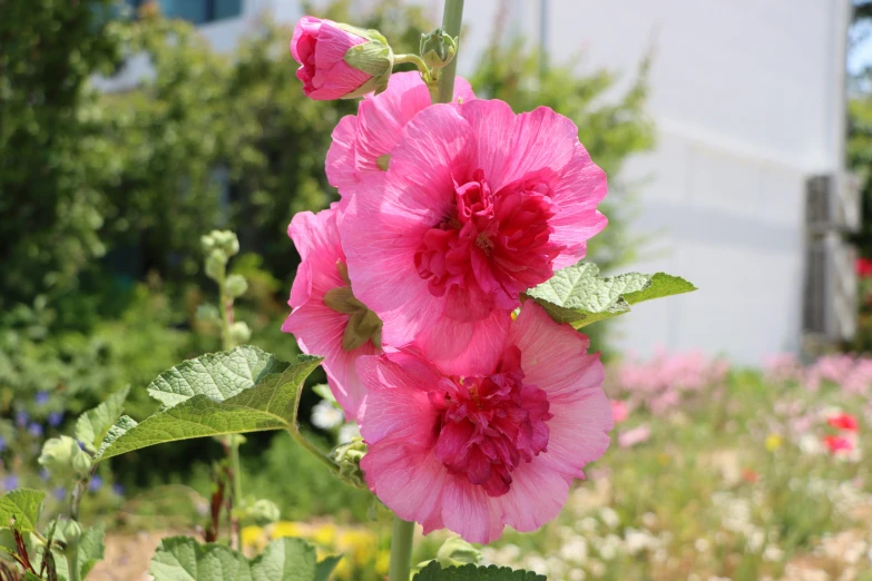 a bouquet of flowers that are in some bushes