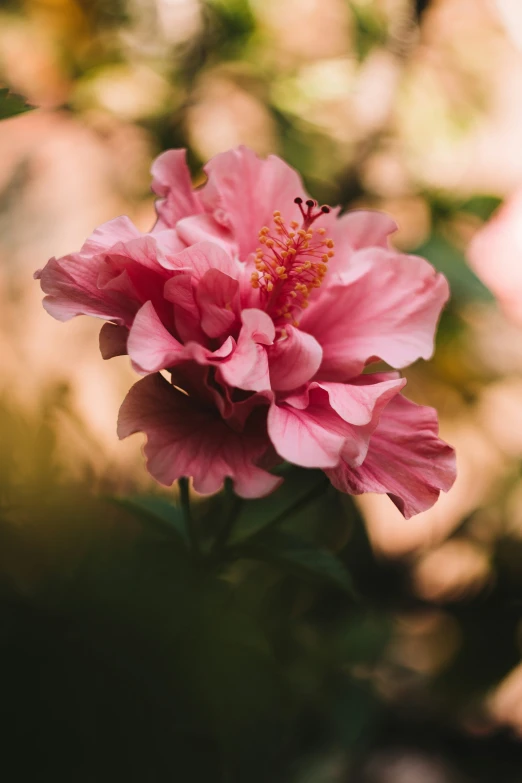 a flower sits in the middle of a blurry po