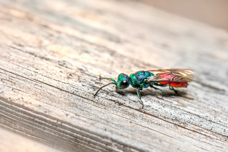 two insect with bright colors and one green on the top