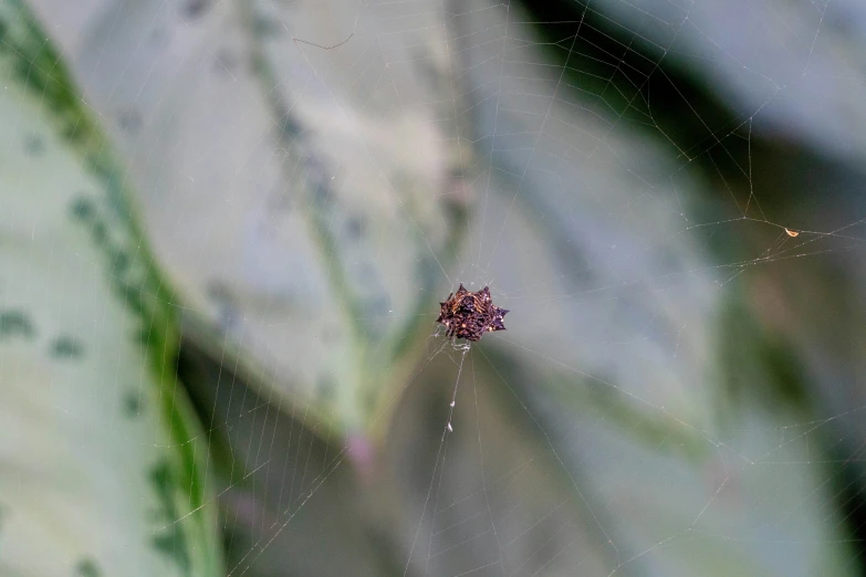 the spider is in the middle of a big leaf