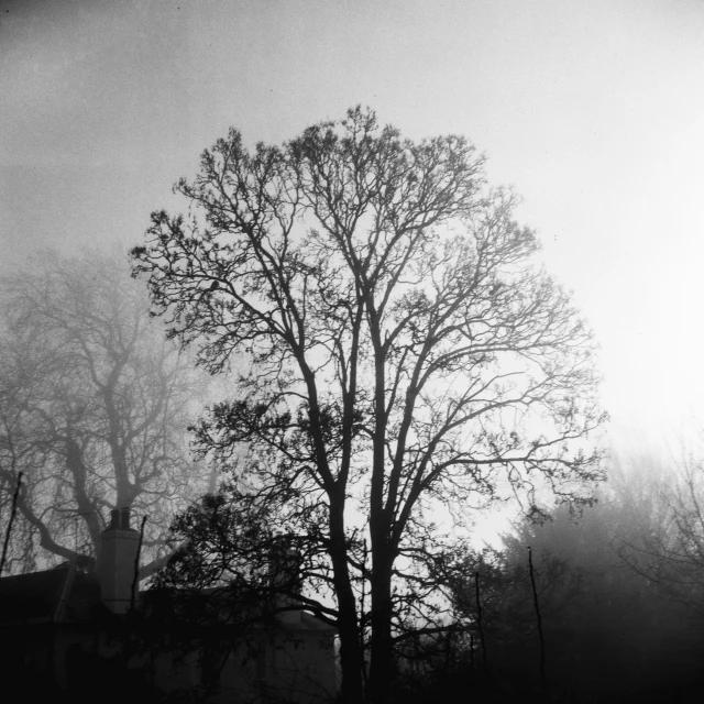 a foggy tree standing in a field