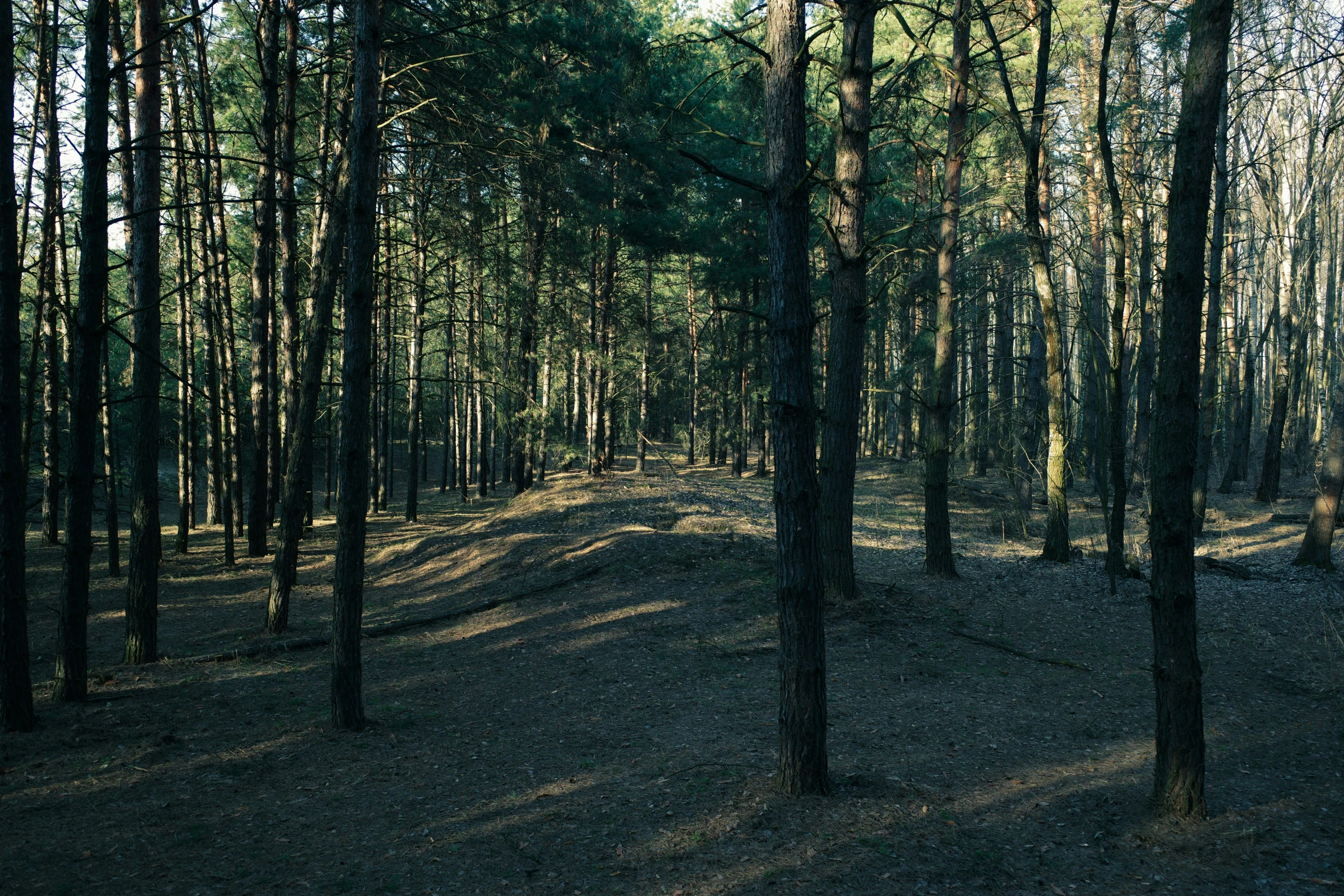 a trail in the woods with no one on it