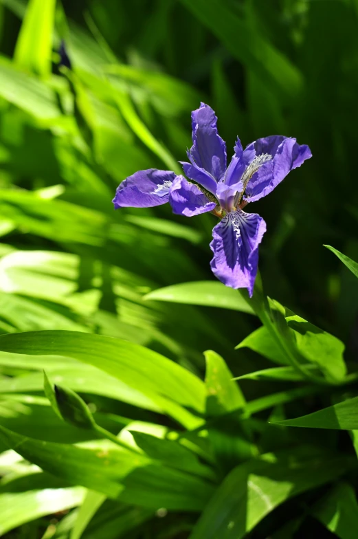 a flower sitting in the middle of a green leafy field