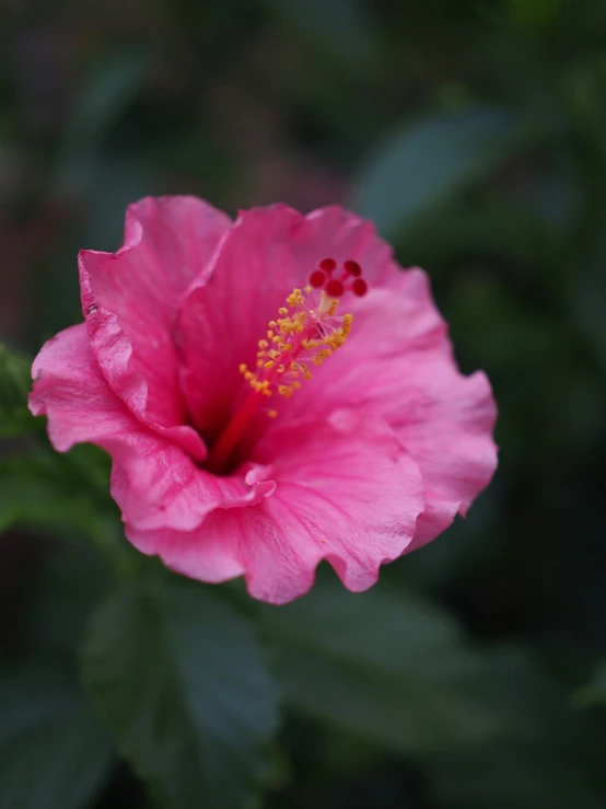 pink flower in bloom with green leaves in the background