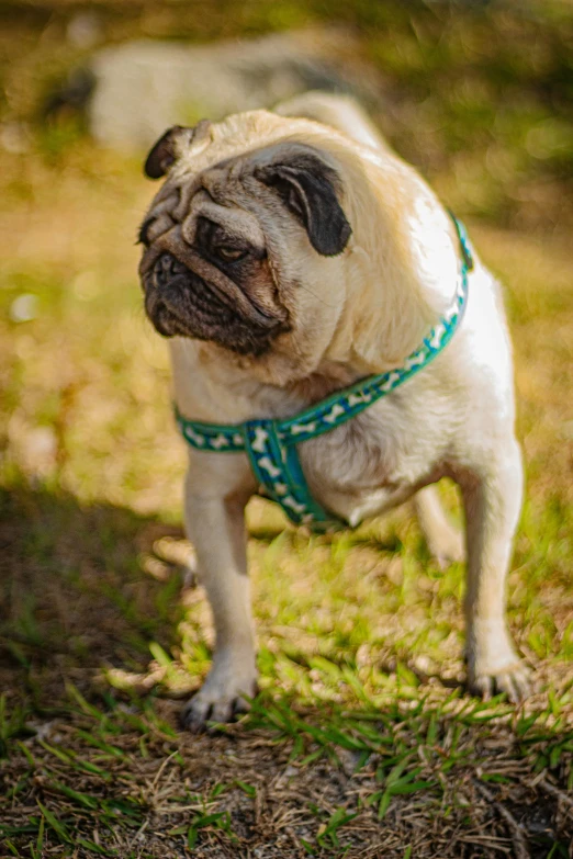 a pug wearing a blue and white collar on grass