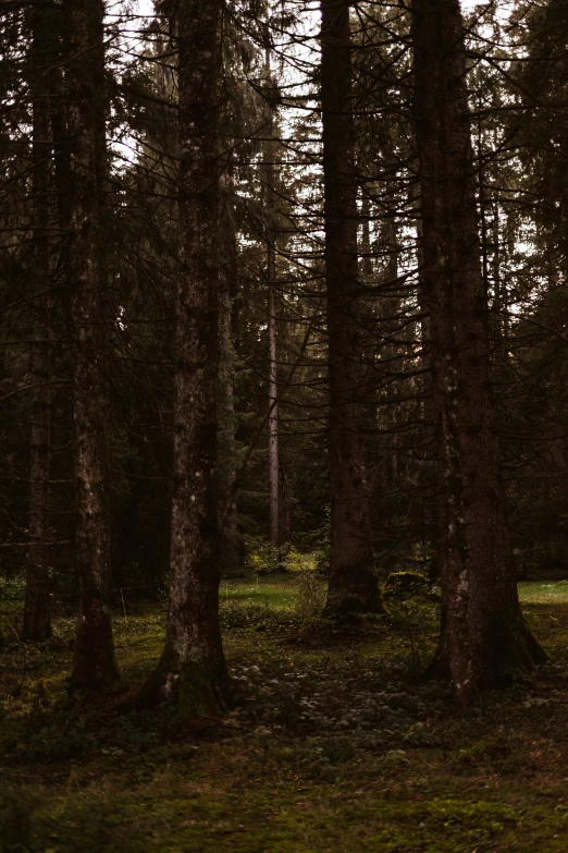 trees in the woods on a sunny day