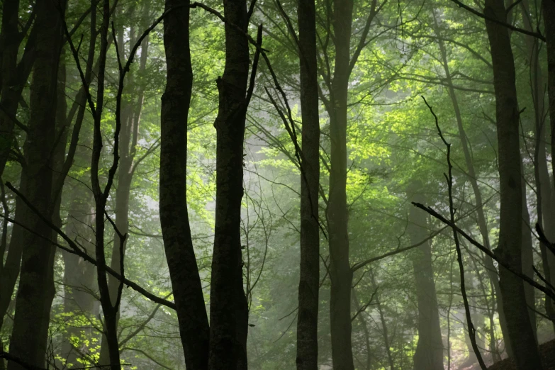 several benches sit in the forest with trees