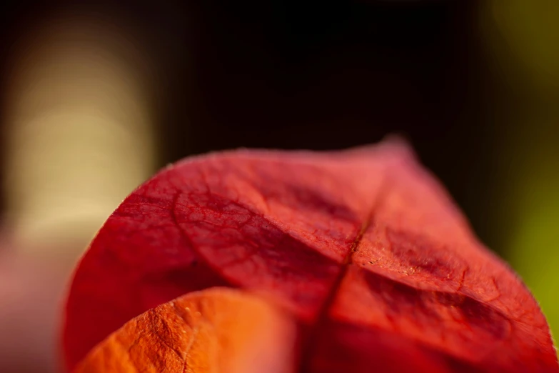 this is the middle of a red leaf