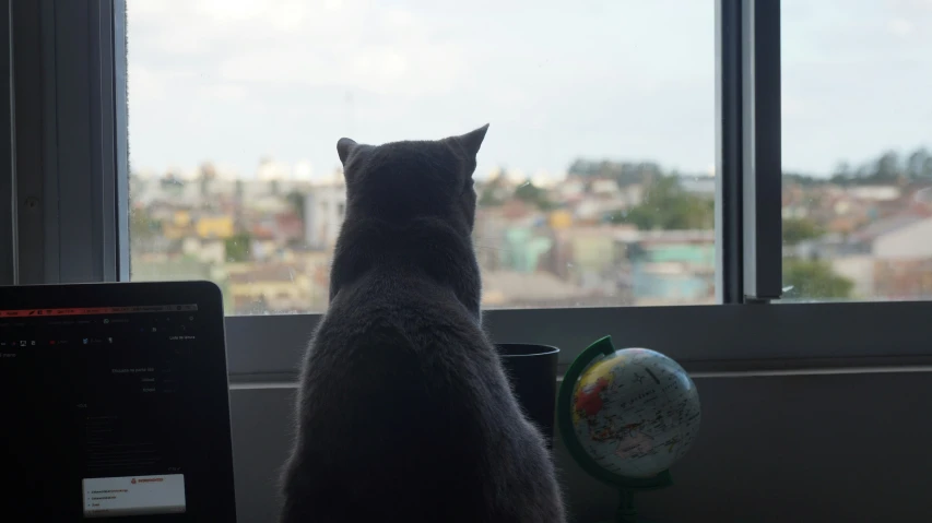 a cat that is looking out a window