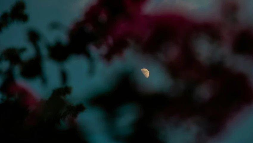 the moon is setting next to pink flowers