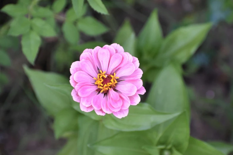 a single pink flower with the center of it's flower in the middle of a green bush