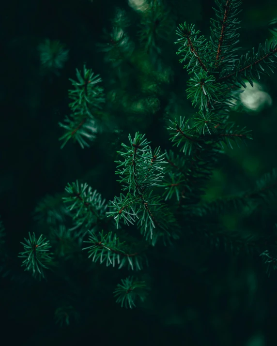 a black - eyed cat is sitting in the nches of a fir tree