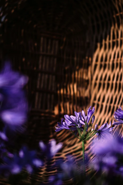 a blue flower in a wicker basket near purple flowers