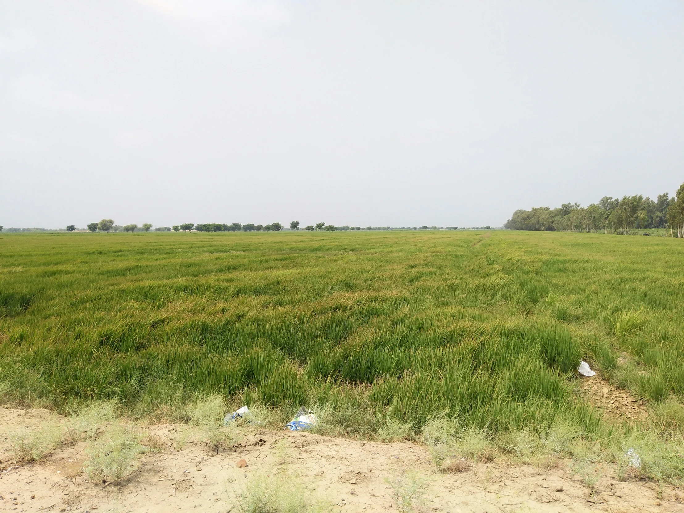 a vast field full of green grass on a cloudy day