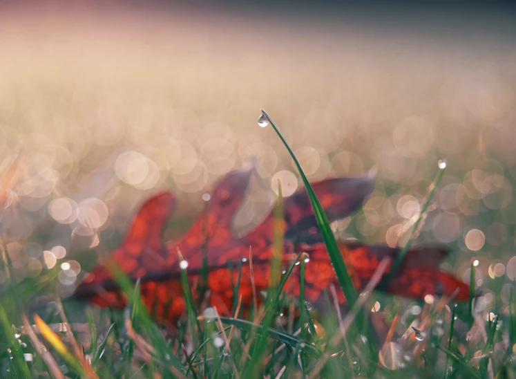 red erflies in a grass field with drops of dew