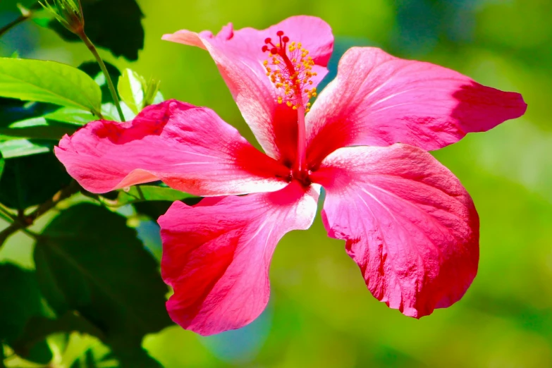 a red flower sitting in the middle of a leaf filled field