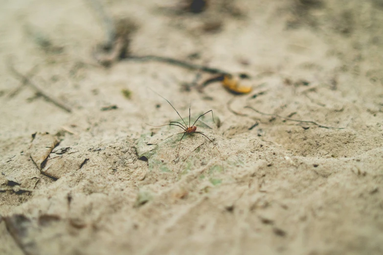 there is a yellow and black spider on sand