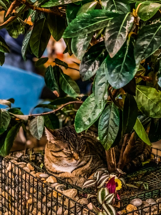 a cat that is laying down on a shelf