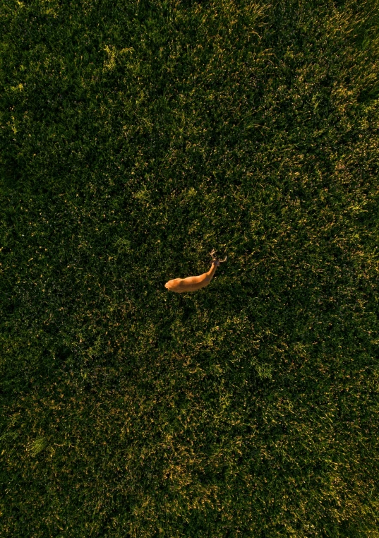 an aerial view of a banana in a field