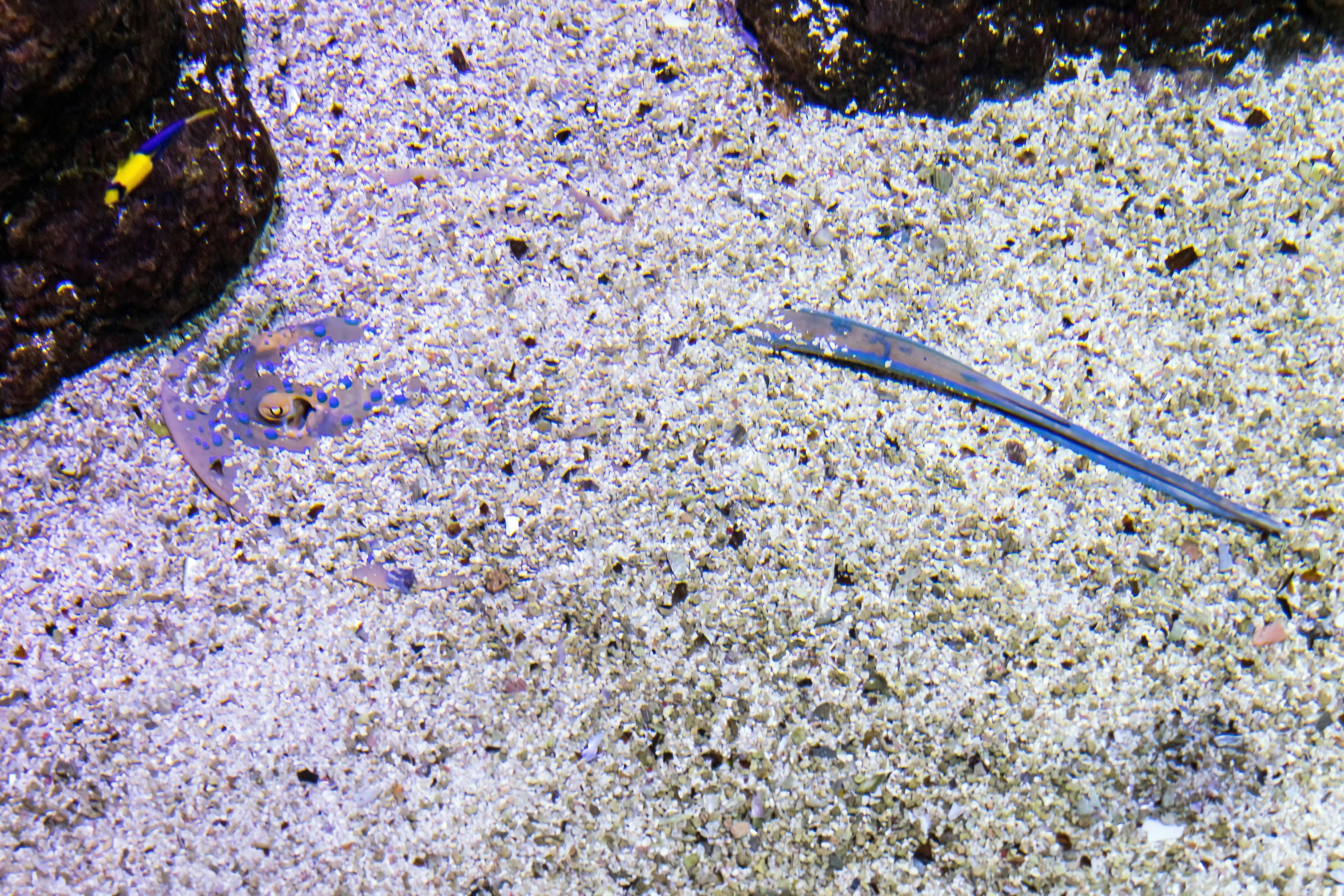 a few small fish are shown in shallow water