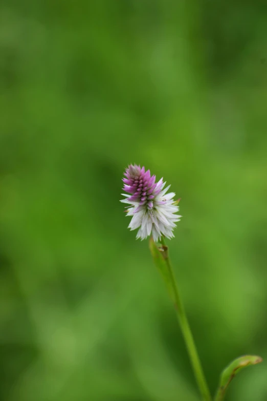 a small flower in a pot by the grass