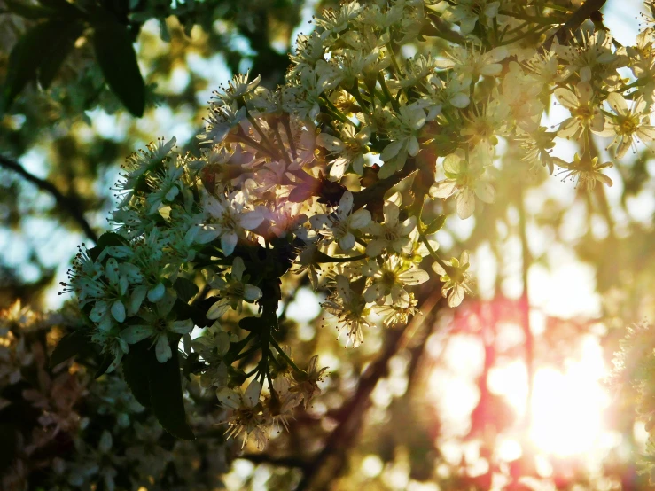 a tree has small white flowers growing out of it