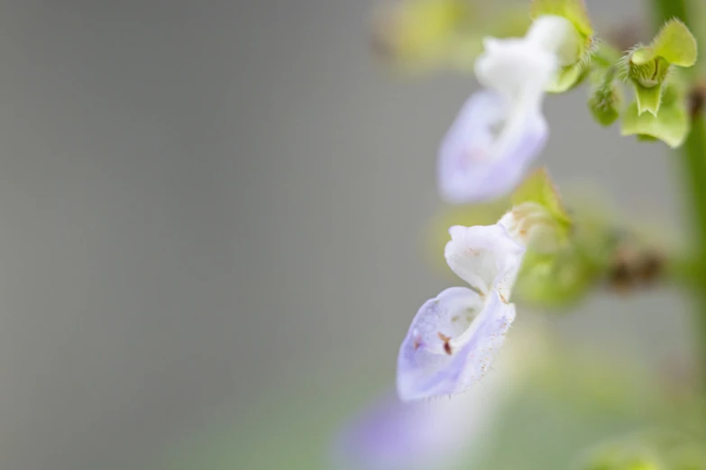 a group of flowered plants with a single one coming out of them