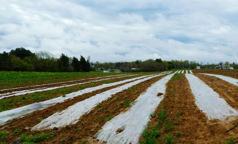 snow on the ground behind the crops in the field