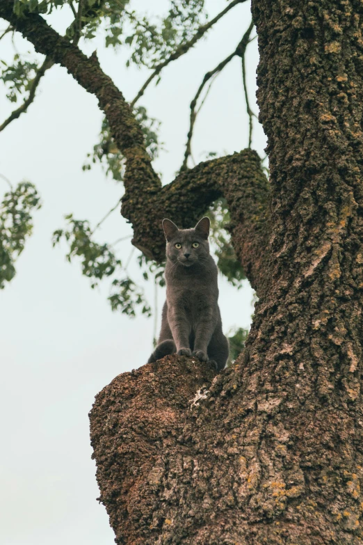 a gray cat sitting on top of a brown tree