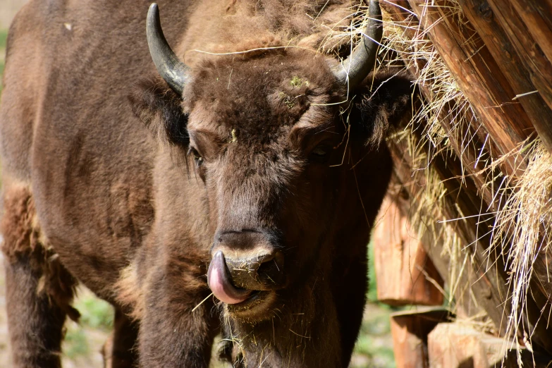 an animal that is eating hay and eating the grass