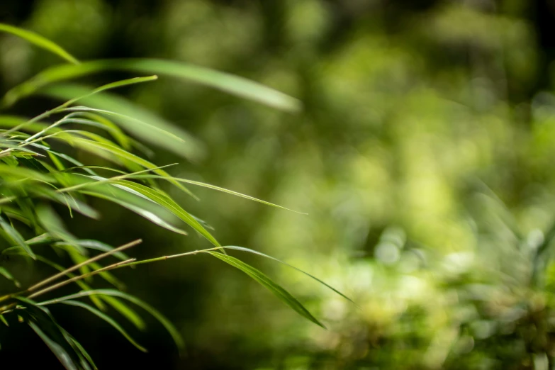 a green bamboo tree in the wild outside