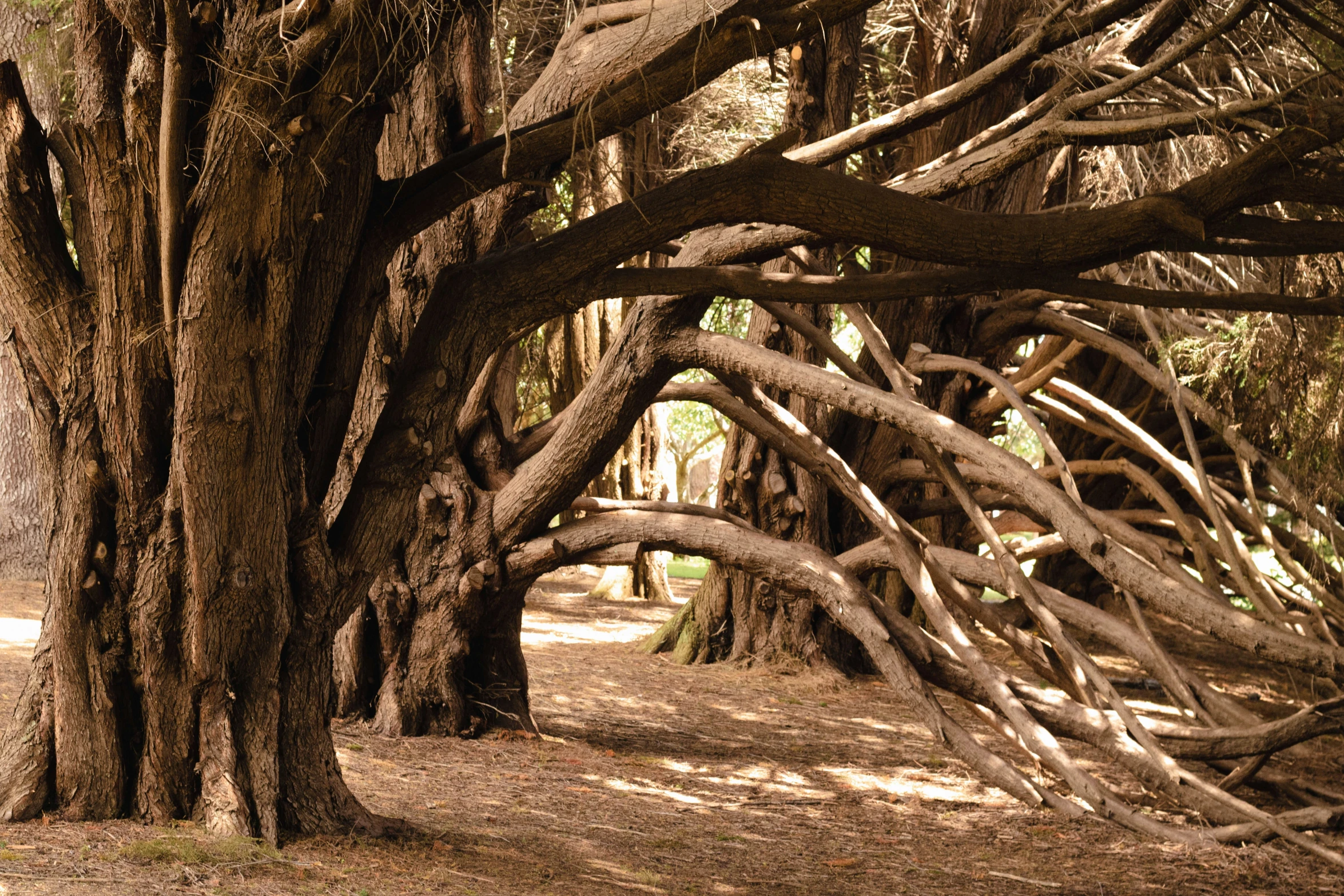 many trees in the middle of a forest