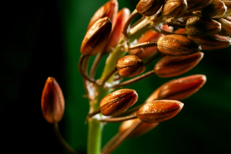 flowers blooming on an old plant in the wild