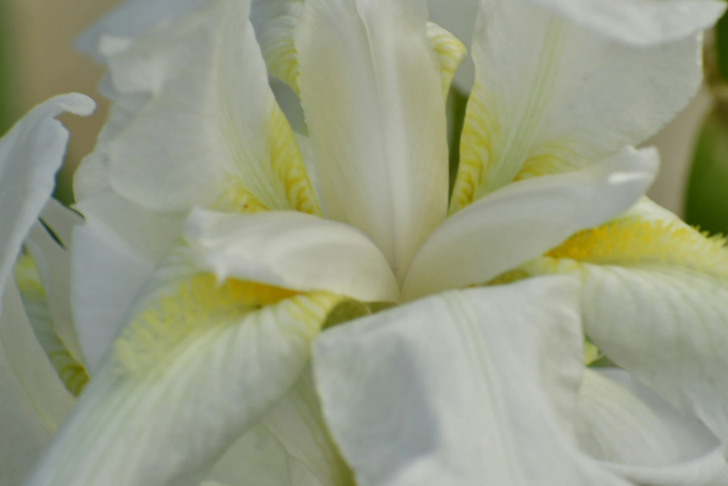 this is a large white flower with lots of yellow