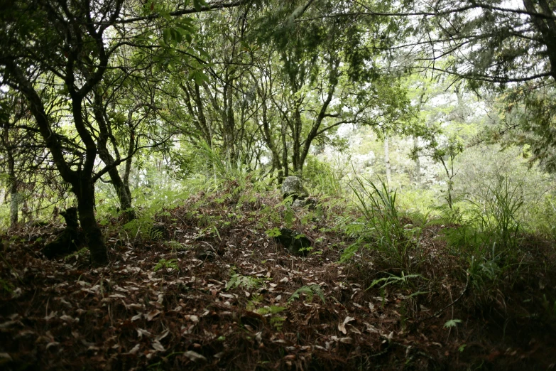 the woods are covered with leafy trees and grass