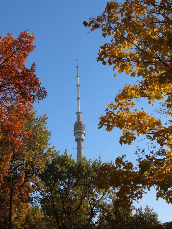 the sky tower is situated surrounded by trees