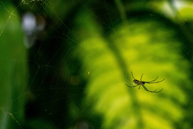 a close up view of a spider crawling in a web