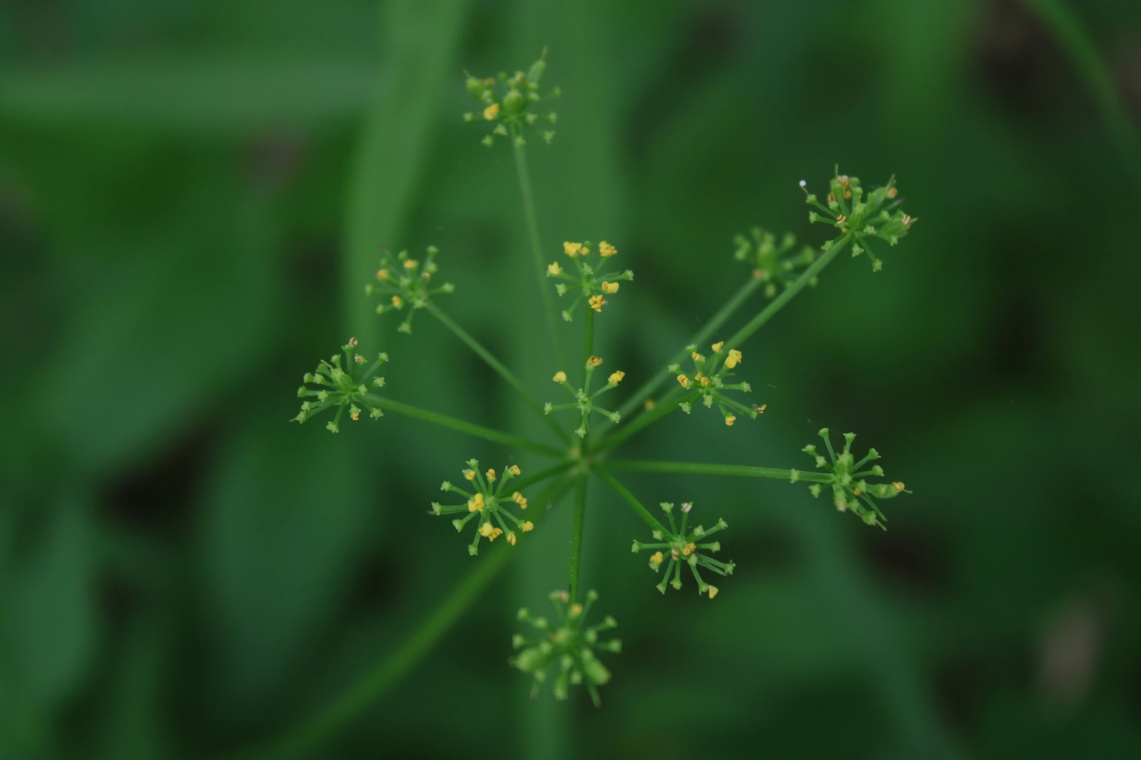 a small yellow flower is on a green leaf