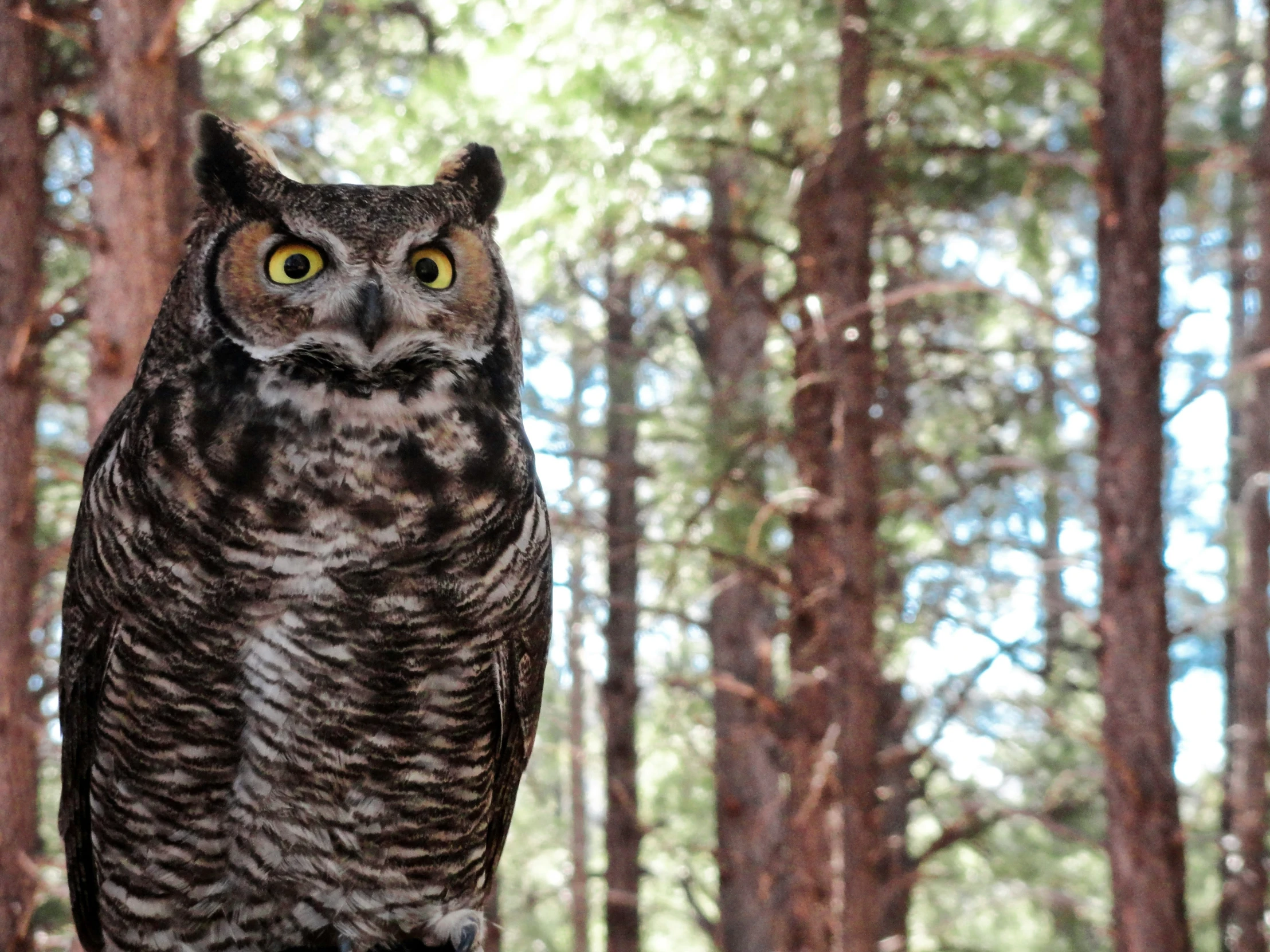 an owl perched on top of a tree nch in the woods