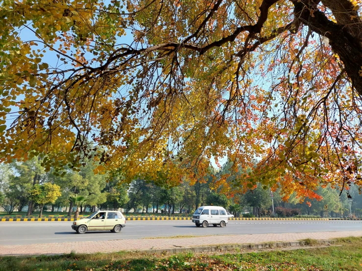 two white cars driving along a street next to a tall tree