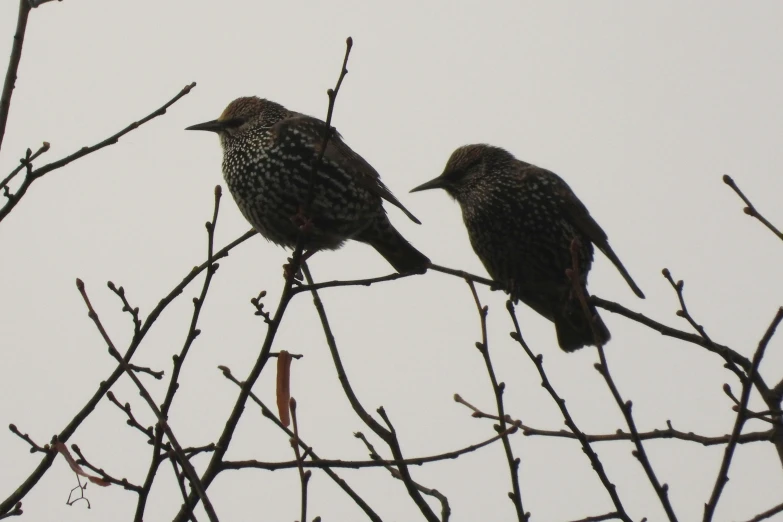 two birds perched on top of nches against a white sky