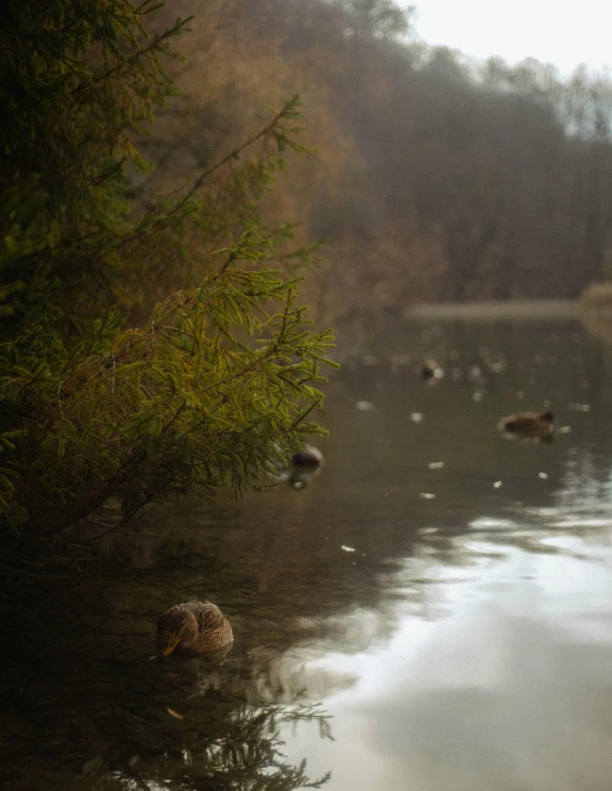 birds on the edge of water near a wooded area