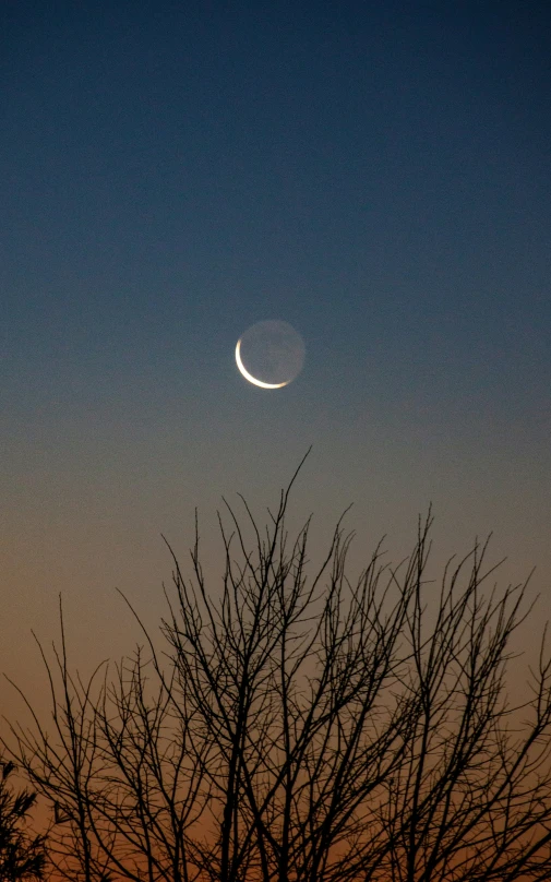 the crescent as seen through the silhouettes of trees